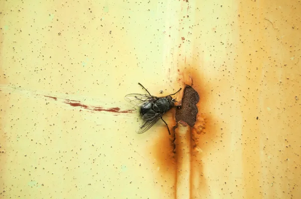 En fluga på rostig plåtburk yta — Stockfoto