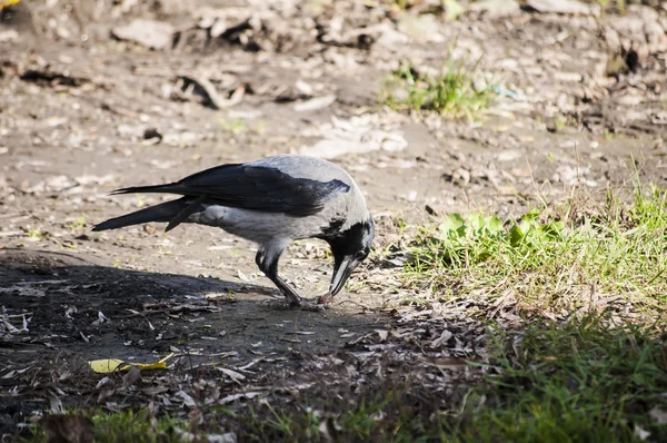 Crow on autumn ground — Stock Photo, Image