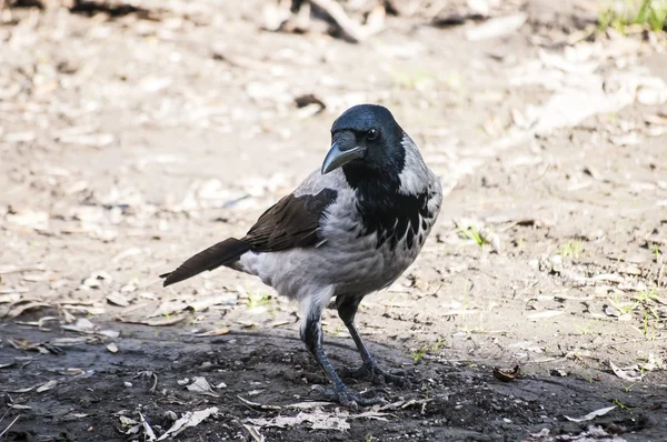 Cuervo en terreno otoñal — Foto de Stock