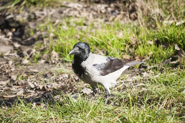 Krähe auf herbstlichem Boden — Stockfoto