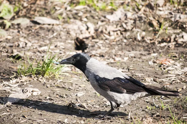 Kråka på hösten marken — Stockfoto