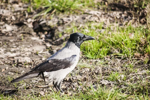 Krähe auf herbstlichem Boden — Stockfoto