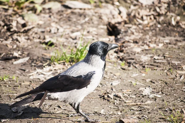 Kråka på hösten marken — Stockfoto