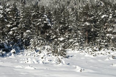 karlı kış manzara