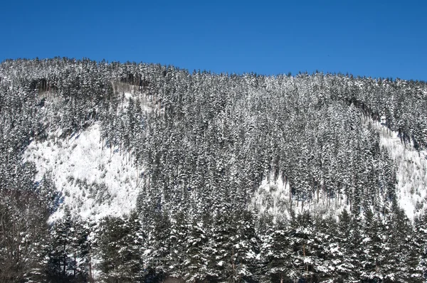 Snowy vinter landskab - Stock-foto