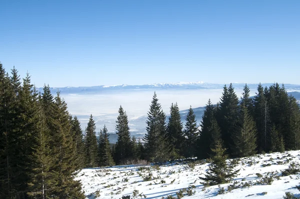 Kış panoramik manzarası — Stok fotoğraf