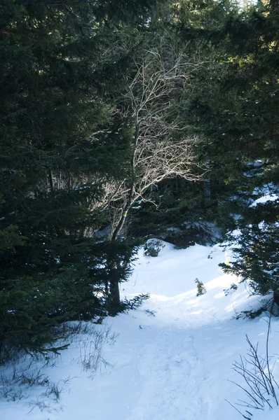 Ath in snowy mountain pine forest — Stock Photo, Image