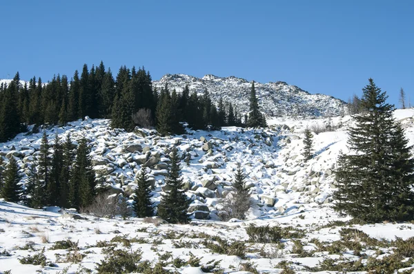 Снежный горный хребет с лесом — стоковое фото