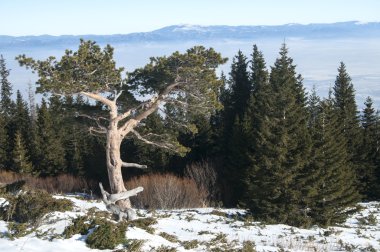 Çam ormanları arasında iğne yapraklı ağaç