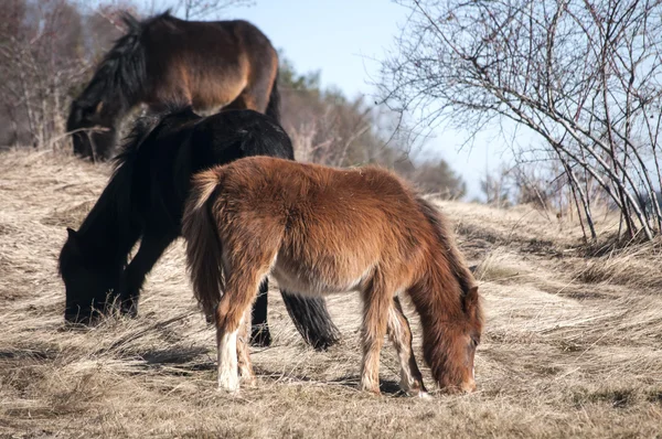 Mules en el prado de invierno —  Fotos de Stock