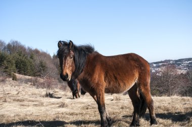 Katırlar kış çayır üzerinde