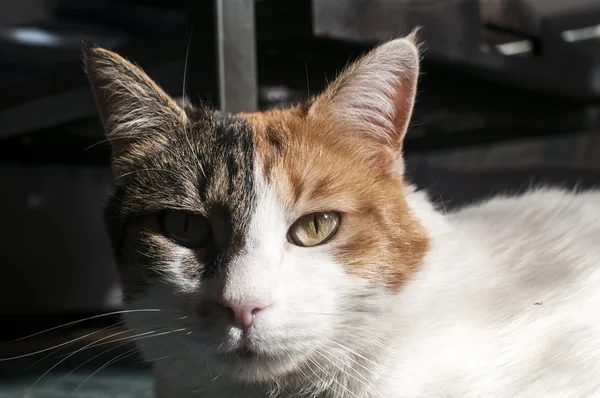 Tête de chat gros plan — Photo