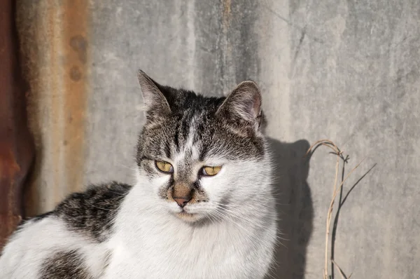 通りの猫φωτογραφία κατά μια πτώση — ストック写真