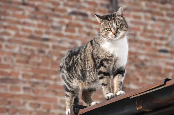 Gato de rua — Fotografia de Stock