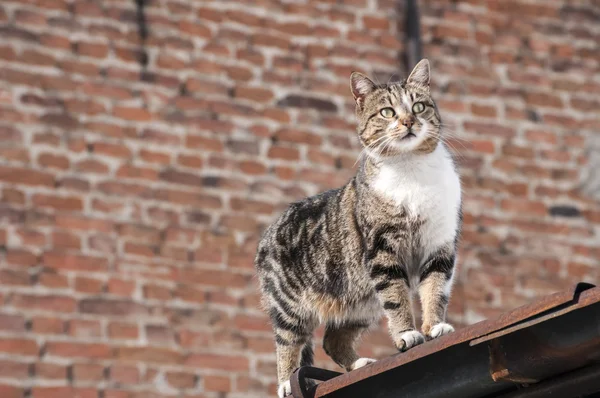 Straat kat — Stockfoto