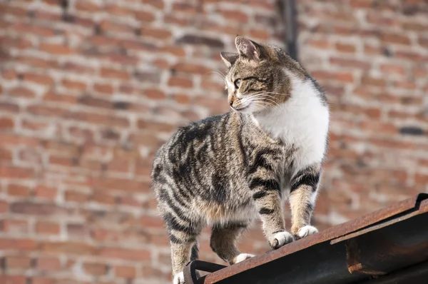 Gato de rua — Fotografia de Stock