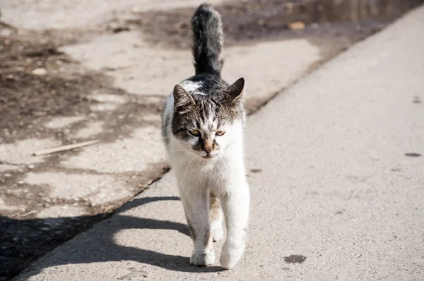 通りの上の猫 — ストック写真