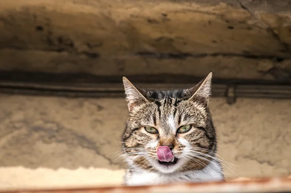 Countryside cat closeup — Stock Photo, Image