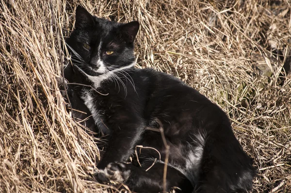 Деревенская кошка — стоковое фото