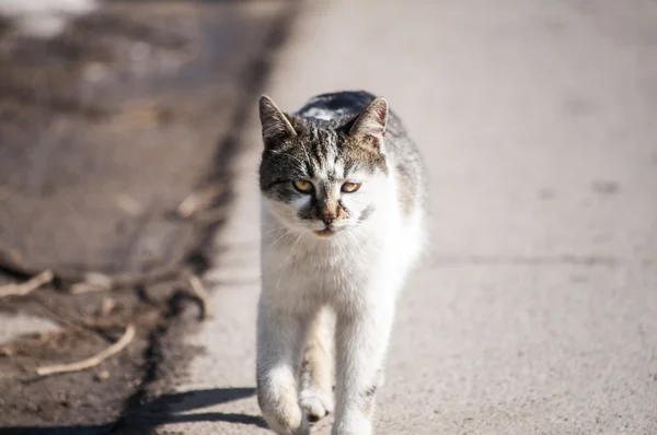 Cat on street Stock Image