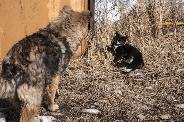 밀 짚 개 및 도둑 고양이 — 스톡 사진