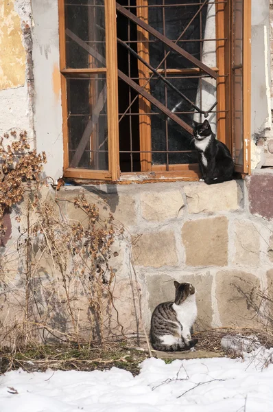 Kočky v blízkosti okna — Stock fotografie