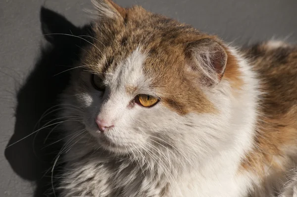 Gato adorável beco — Fotografia de Stock