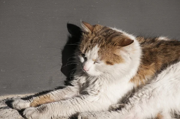 Adorable callejón gato —  Fotos de Stock