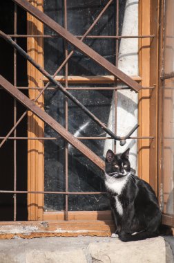 Kedi vasıl grunge pencere