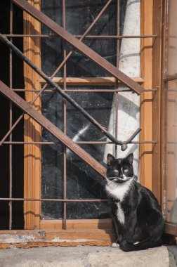 Kedi vasıl grunge pencere