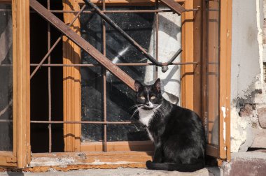 Kedi vasıl grunge pencere