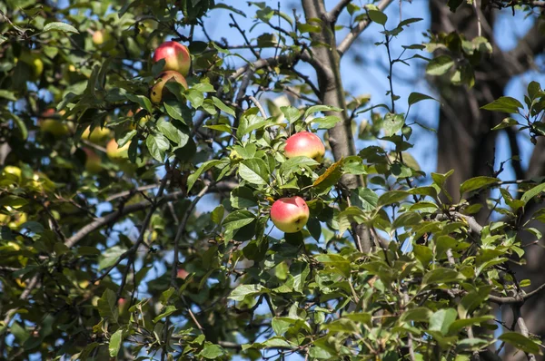 Organic apples on tree — Stock Photo, Image