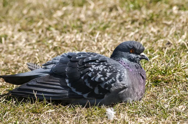 Pomba de pombo selvagem rochosa — Fotografia de Stock