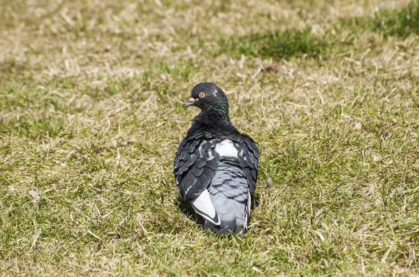 Pomba de pombo selvagem rochosa — Fotografia de Stock