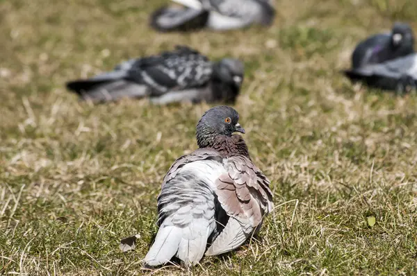 Palomas palomas de roca — Foto de Stock