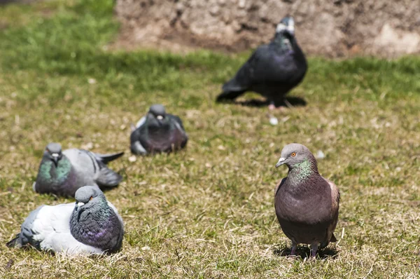 Pigeons sauvages des rochers — Photo