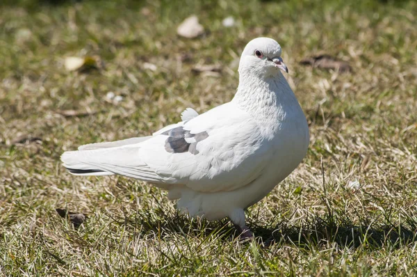 White rock feral pigeon doves — Stock Photo, Image