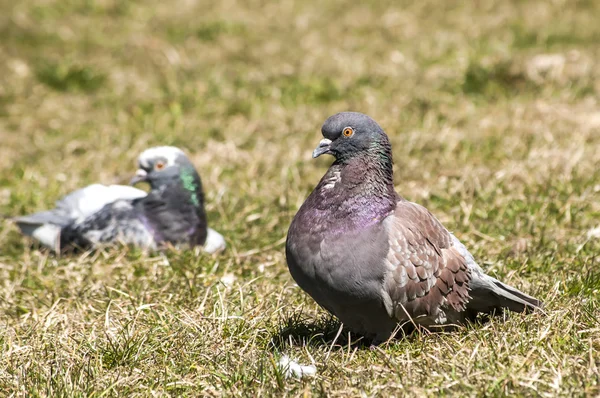 Rock feral pigeon doves — Stock Photo, Image
