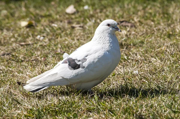 Pigeons sauvages de roche blanche — Photo