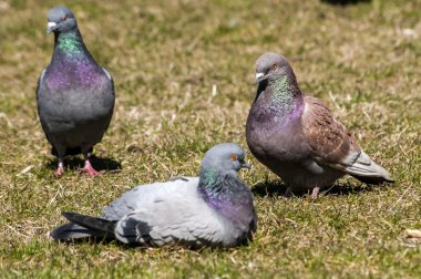 Rock yabani güvercin güvercin