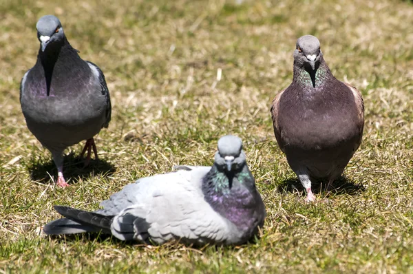 Pombas-pombo-das-rochas — Fotografia de Stock