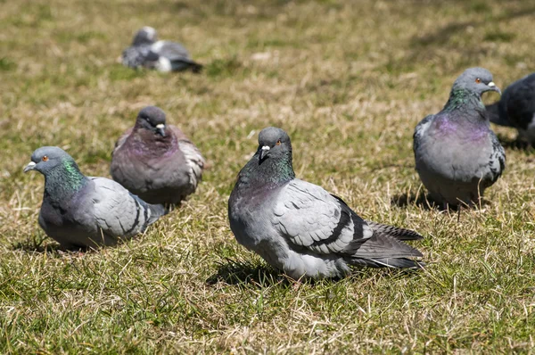 Rock feral pigeon doves — Stock Photo, Image