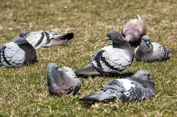 Pombas-pombo-das-rochas — Fotografia de Stock