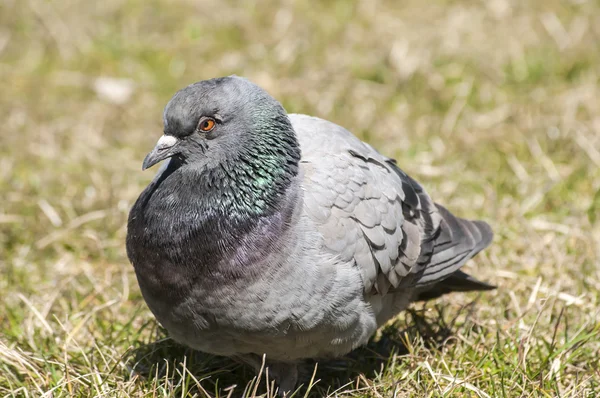 Rock feral pigeon dove — Stock Photo, Image