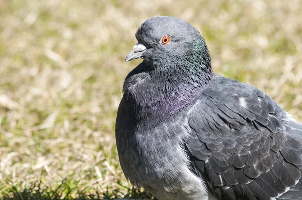 Rock feral pigeon dove — Stock Photo, Image