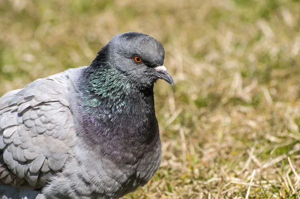 Rock feral pigeon dove — Stock Photo, Image