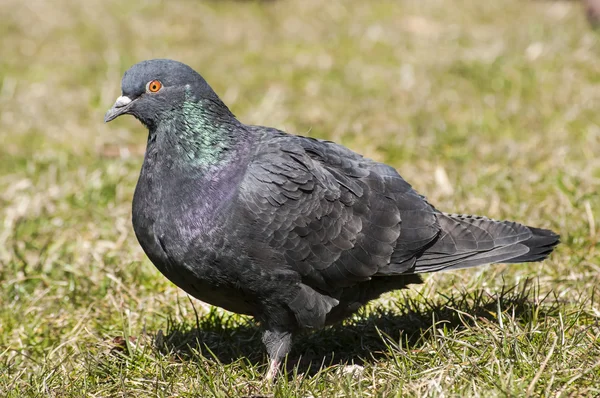 Pomba de pombo selvagem rochosa — Fotografia de Stock