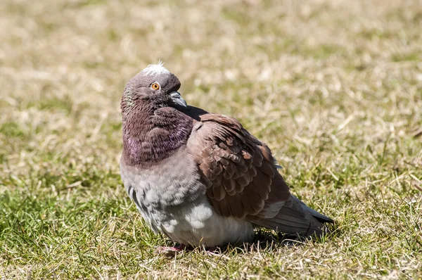 Rock yabani güvercin güvercin — Stok fotoğraf