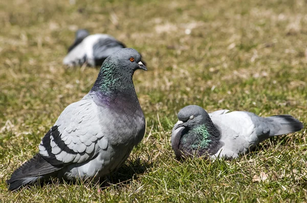 Rock feral pigeon doves — Stock Photo, Image