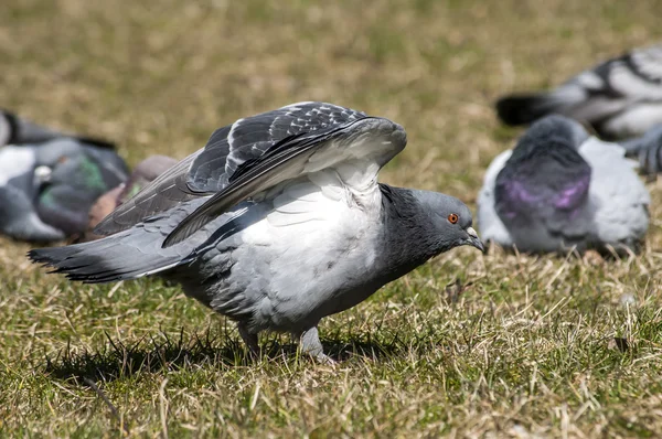 Pombas-pombo-das-rochas — Fotografia de Stock